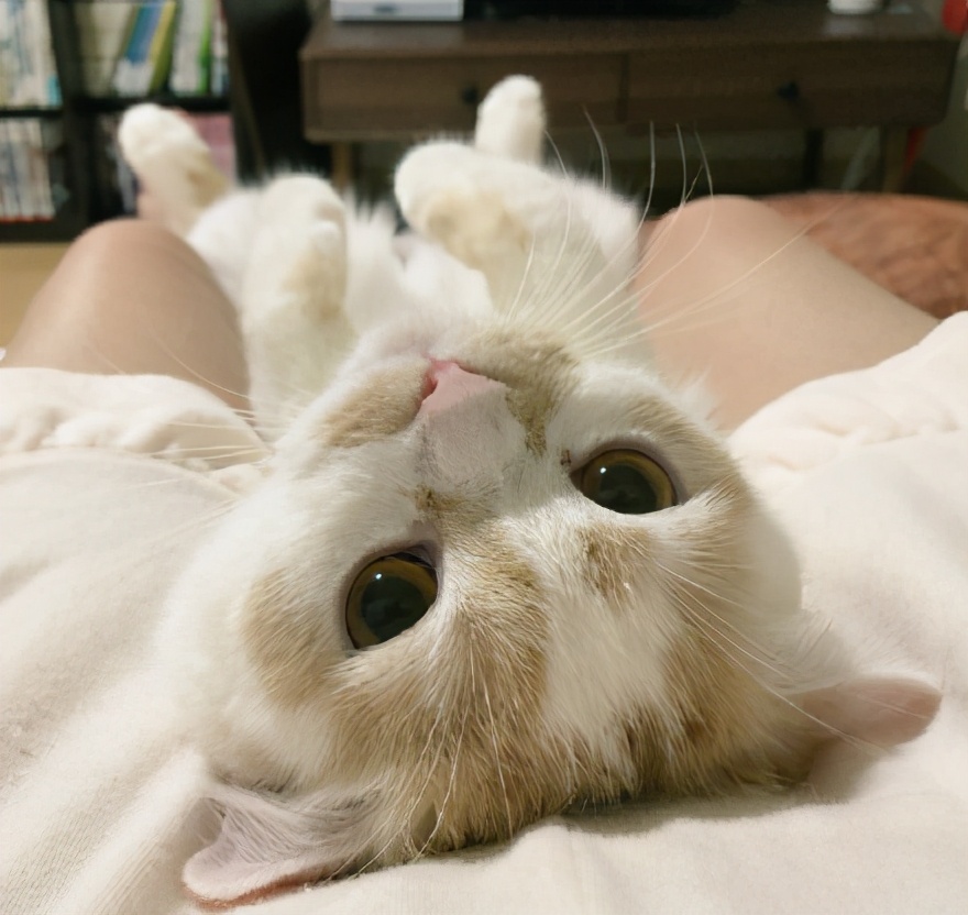 你家猫会咕咕叫吗