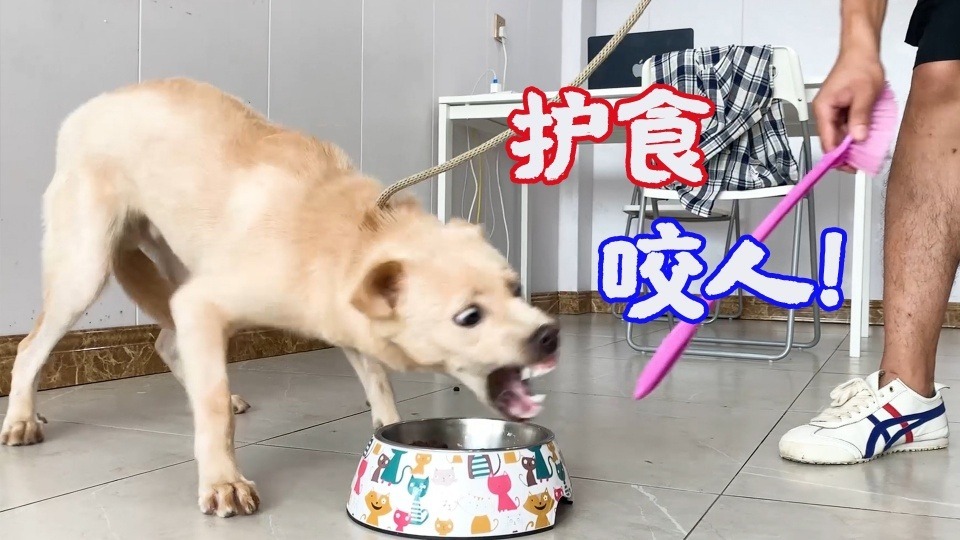 狗狗护食怎么办